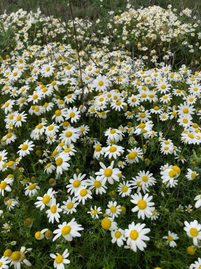 Herdade De Alagaes メルトラ エクステリア 写真